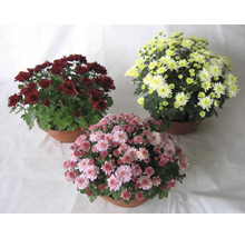 Chryzantéma Chrysanthemum indicum řízená miska Ø 20 cm 1 ks, různé barvy