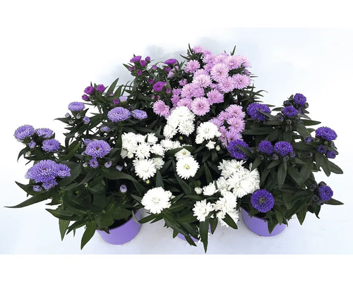 Podzimní astry v různých odstínech v květináči