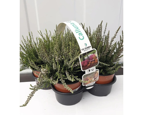 Tři rostliny vřesu v květináčích
