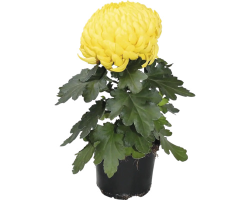 Chryzantéma velkokvětá Chrysanthemum 1 květ květináč Ø 10 cm 1 ks, různé druhy Žlutá chryzantéma v květináči