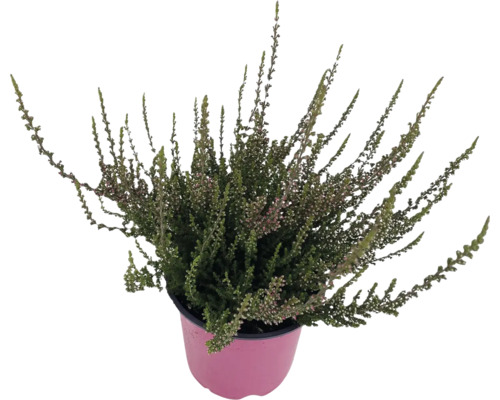 Vřes obecný Calluna vulgaris Twingirls® květináč Ø 12 cm