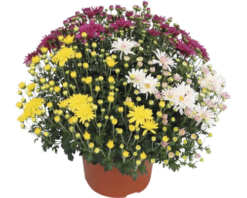 Chryzantéma, listopadka Chrysanthemum multiflora Trio květináč Ø 17 cm 1 ks, různé barvy