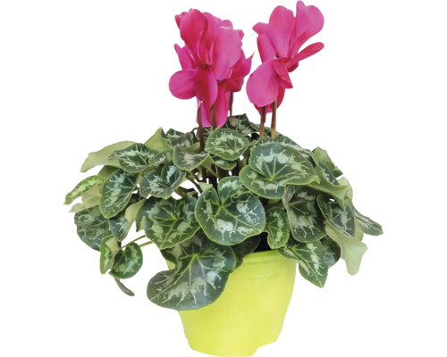 Brambořík Cyclamen květináč Ø 17 cm