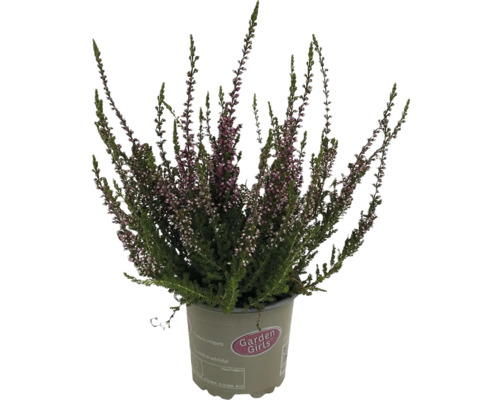 Vřes obecný mix Calluna vulgaris "Garden Girls" květináč Ø 13 cm 1 ks, různé druhy Vřes obecný v květináči