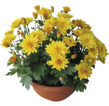 Chryzantéma Chrysanthemum indicum řízená miska Ø 17 cm 1 ks, různé barvy