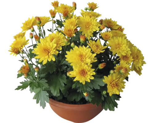 Chryzantéma Chrysanthemum indicum řízená miska Ø 17 cm 1 ks, různé barvy