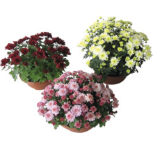 Chryzantéma Chrysanthemum indicum řízená miska Ø 20 cm 1 ks, různé barvy