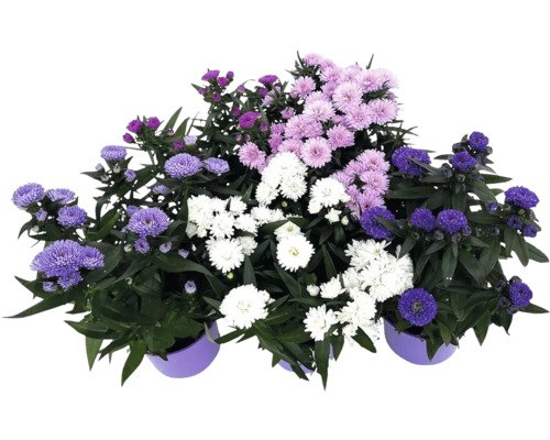 Kvetoucí hrnkové rostliny s astrami ve fialové a bílé barvě