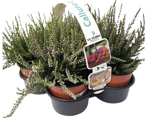 Vřes obecný Calluna vulgaris Gardengirls® balení 4 ks