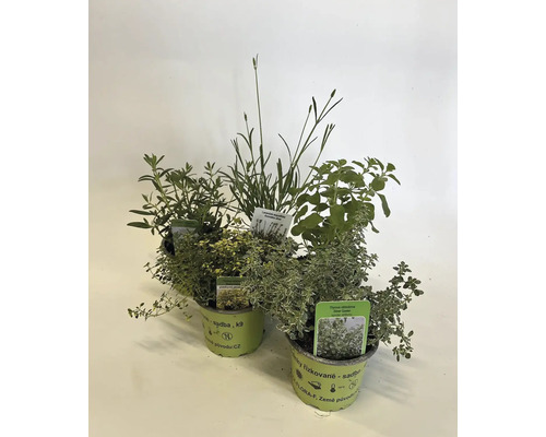 Několik bylin v květináčích