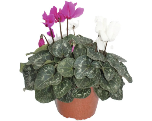 Brambořík Cyclamen 2 barvy květináč Ø 14 cm