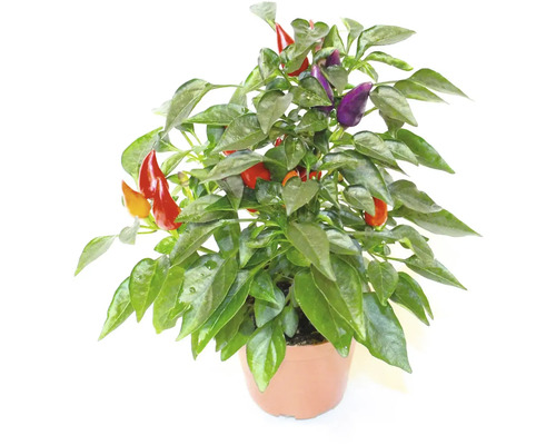 Paprika Capsicum květináč Ø 9,5 cm