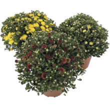 Chryzantéma Chrysanthemum multiflora miska Ø 19 cm, různé barvy
