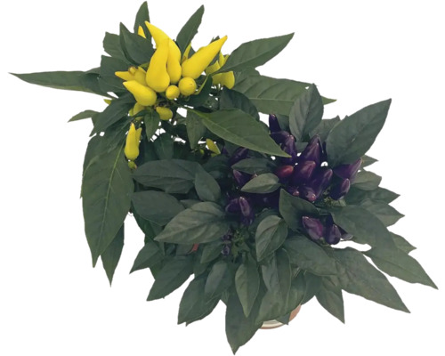 Okrasná paprika s žlutými a fialovými plody