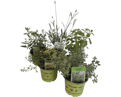 Několik květináčů s bylinkami s tymiánem a levandulí