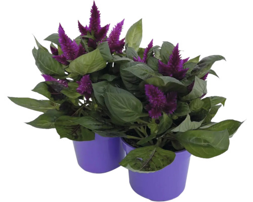 Dvě rostliny Celosia v květináčích