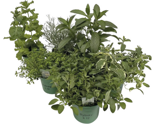 Různé bylinky v květináčích.