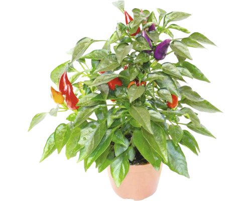 Chilli rostlina v květináči s červenými a fialovými plody