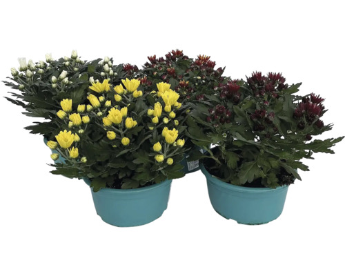 Chryzantémy v květináčích s květy