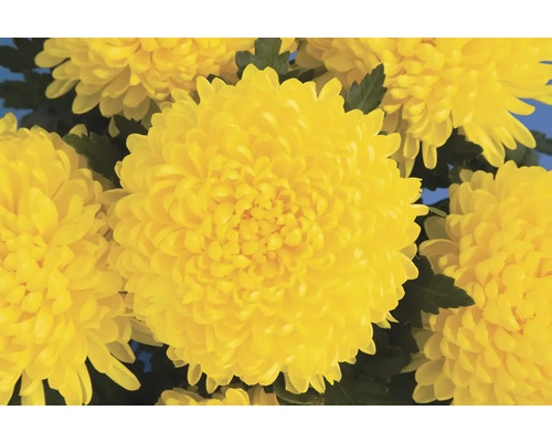 Chryzantéma velkokvětá Chrysanthemum 3 květy miska Ø 19 cm