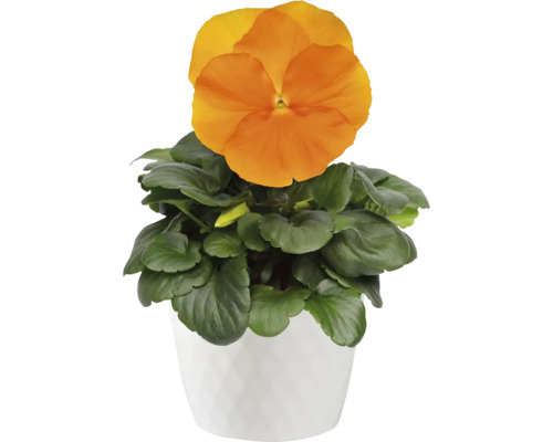 Oranžová maceška v bílém květináči