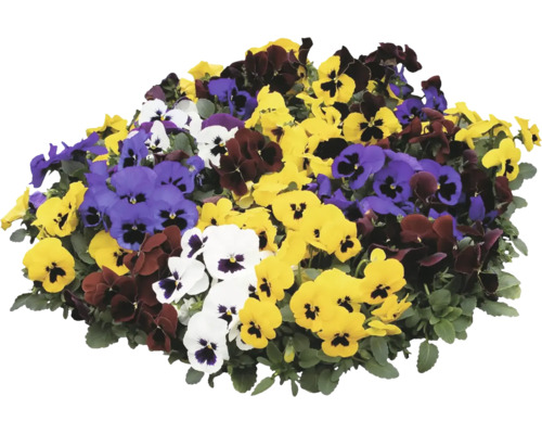 Různé květy macešek v různých barvách