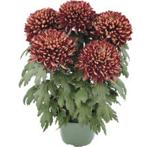 Chryzantéma velkokvětá Chrysanthemum květináč Ø 5/6 cm