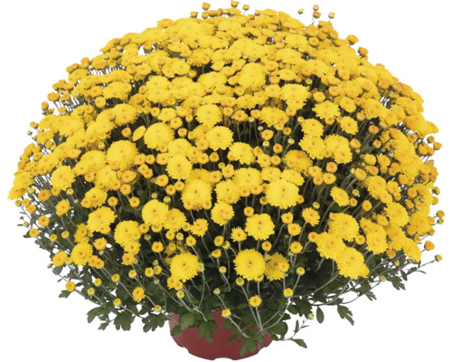 Chryzantéma Chrysanthemum multiflora květináč 33 l