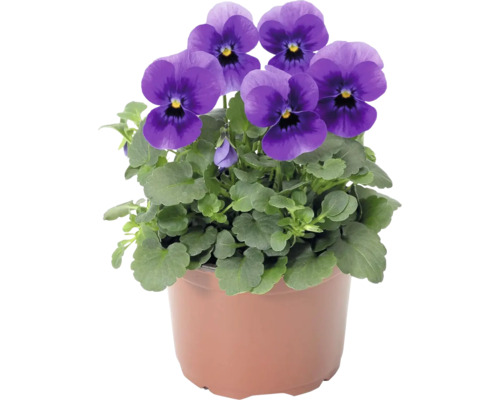 Maceška drobnokvětá, violka rohatá Viola cornuta květináč Ø 9 cm 1 ks, různé druhy Macešky v květináči