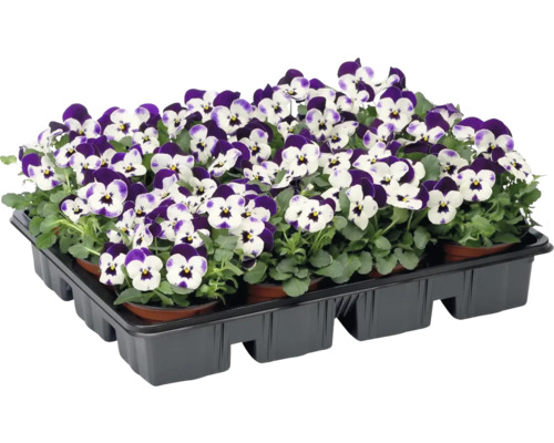 Květináč s rostlinami fialek