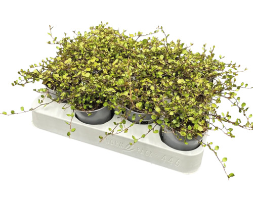 Muehlenbeckia pokojová rostlina v květináči