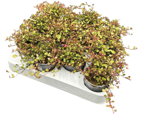 Muehlenbeckia v květináči na podložce