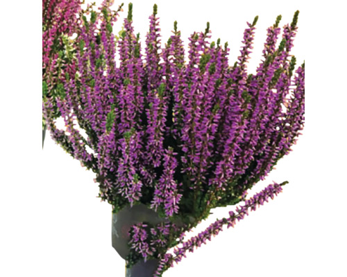 Vřes obecný v květináči