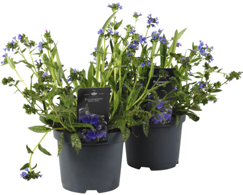 Plicník FloraSelf Pulmonaria 'Miss Elly' květináč 3 l