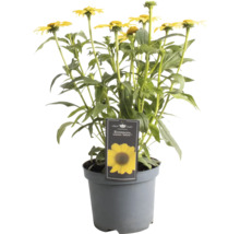 Žlutá třapatka nachová Echinacea v květináči