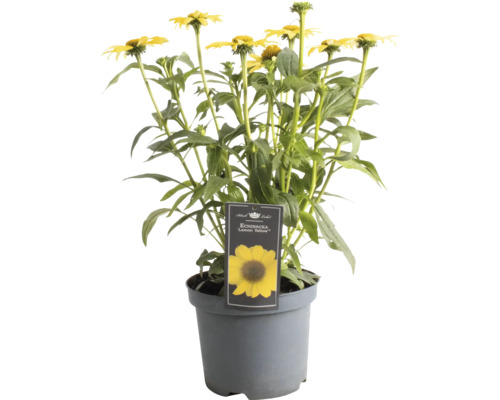 Žlutá třapatka nachová Echinacea v květináči