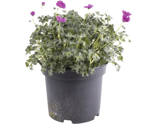 Kakost FloraSelf Geranium Karmina květináč 3 l