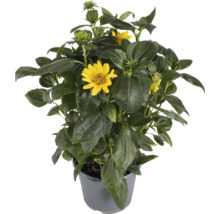Žlutá rudbeckie v květináči