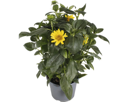 Slunečnice zakrslá FloraSelf Helianthus Brown Eyed Girl květináč 3 l