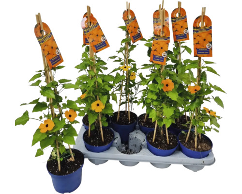 Černooká Zuzana FloraSelf Thunbergia alata celková výška cca 40 cm květináč Ø 12/13 cm Černooká Zuzana FloraSelf Thunbergia alata celková výška cca 40 cm květináč Ø 12/13 cm