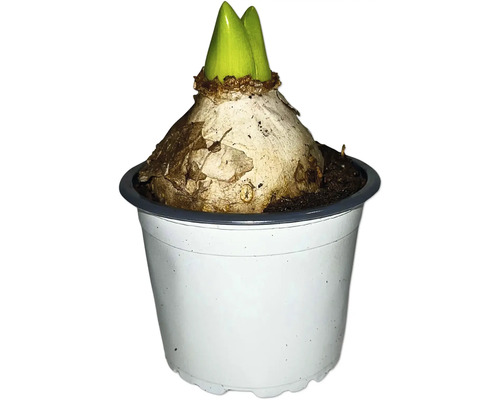 Květinová cibule v květináči