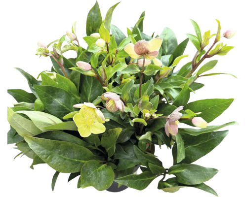 Helleborus rostlina se zelenými listy a světlými květy