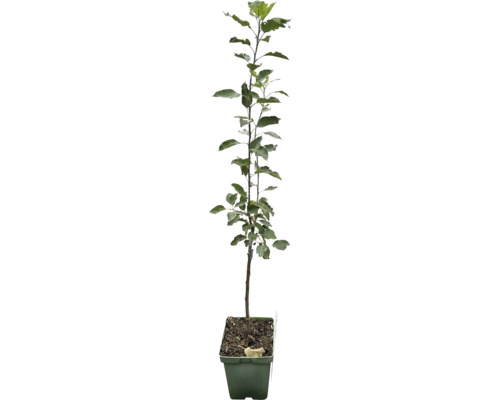 Jabloň podzimní keř Bio FloraSelf Bio Malus domestica 'Cox Orange Pippin' výška kmene 35-40 cm celková výška 80-90 cm květináč 5 l
