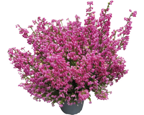 Vřes obecný v květináči