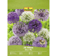 Okrasný česnek FloraSelf 'Allium Deco mix' 20 ks