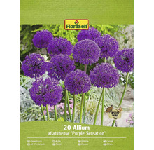 Okrasný česnek FloraSelf 'Purple Sensation' 10/12 20 ks fialový