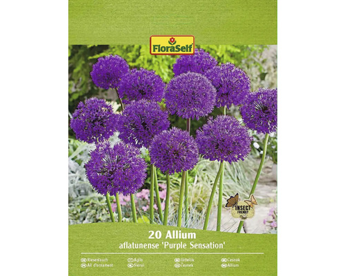Okrasný česnek FloraSelf 'Purple Sensation' 10/12 20 ks fialový