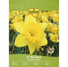 Narcisy žluté FloraSelf 'Yellow Trumpet ' 25 ks