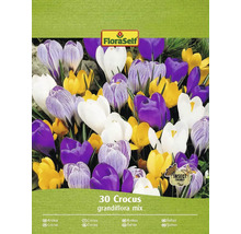 Krokusy FloraSelf 'Grandiflora mix' 7/8 30 ks