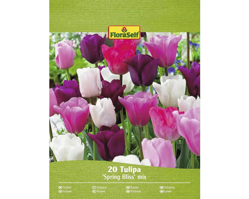 Tulipán mix FloraSelf 'Spring Bliss' 20 ks